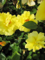 Preview: Kletterrose Golden Shower2